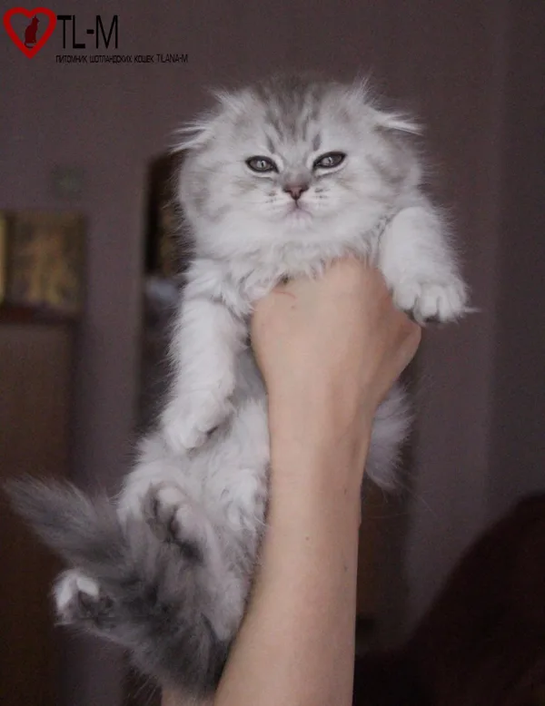 Амелия