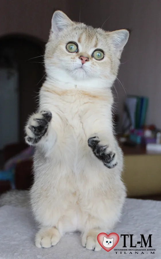 3,5 месяца