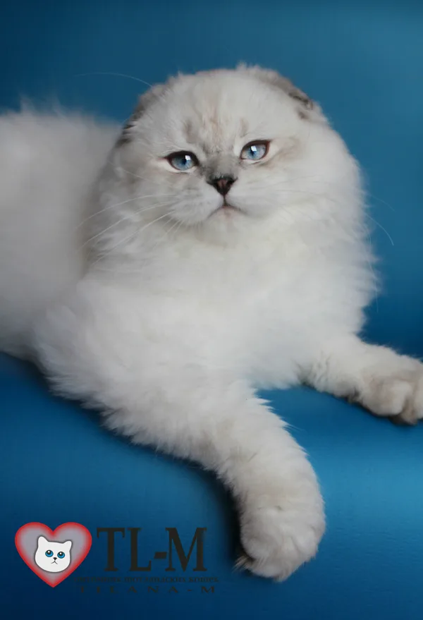 5 месяцев
