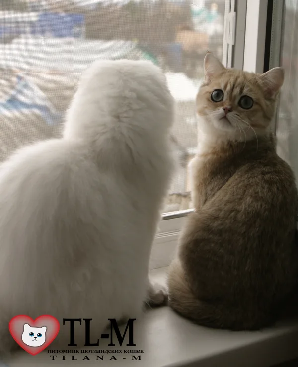6 месяцев