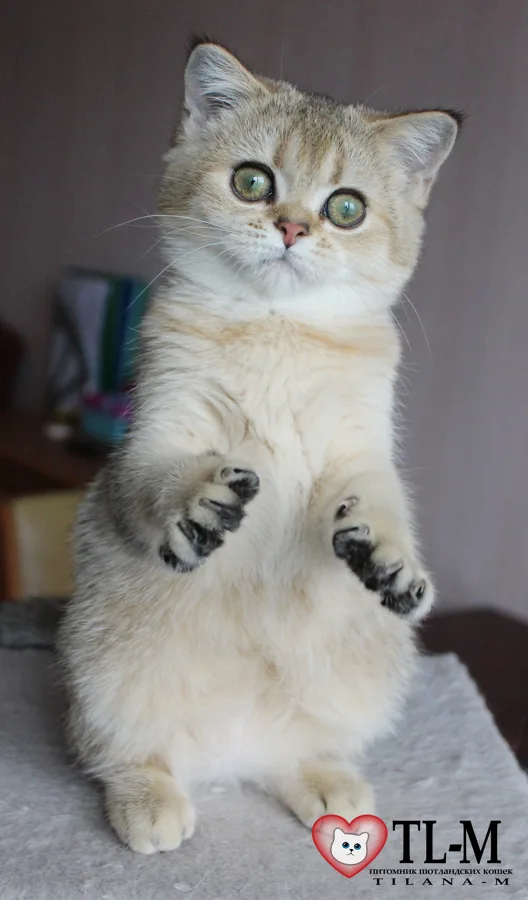 3,5 месяца