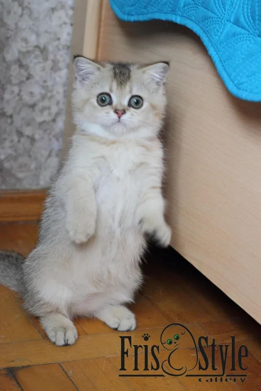 2,5 месяца