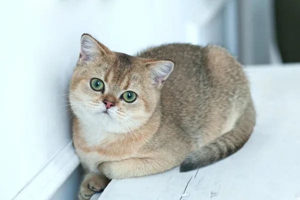 FrisStyle Luna