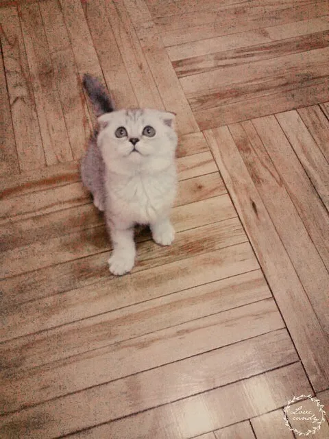 Tina (участвовала в разведении)
