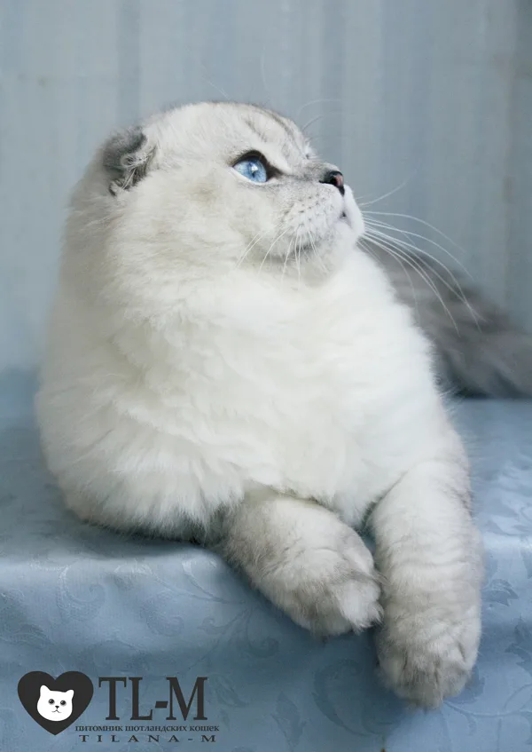 11,5 месяцев