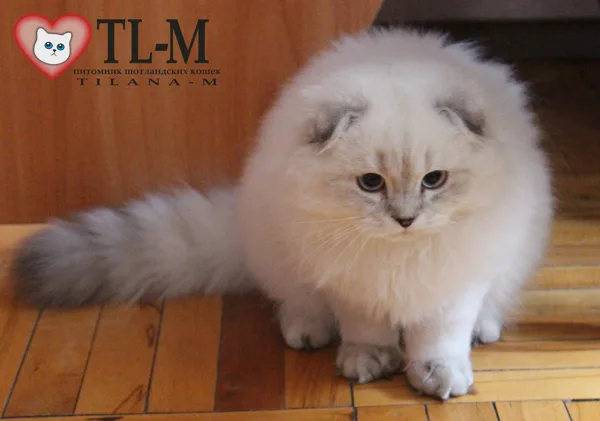 5 месяцев
